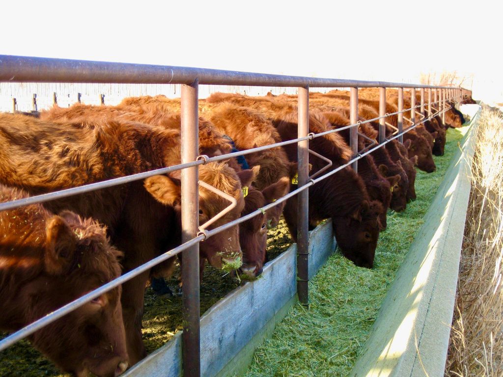 Buena Vista Road, Other - See Remarks, MT 59486 photo 26