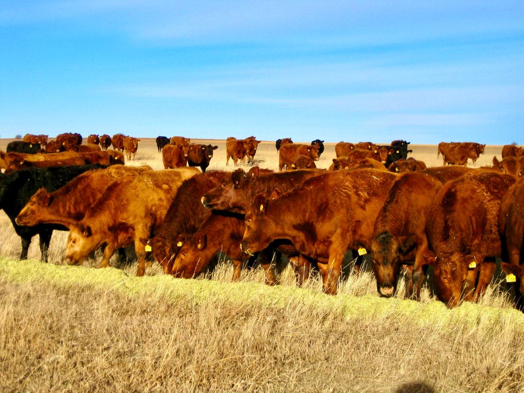 Buena Vista Road, Other - See Remarks, MT 59486 photo 27