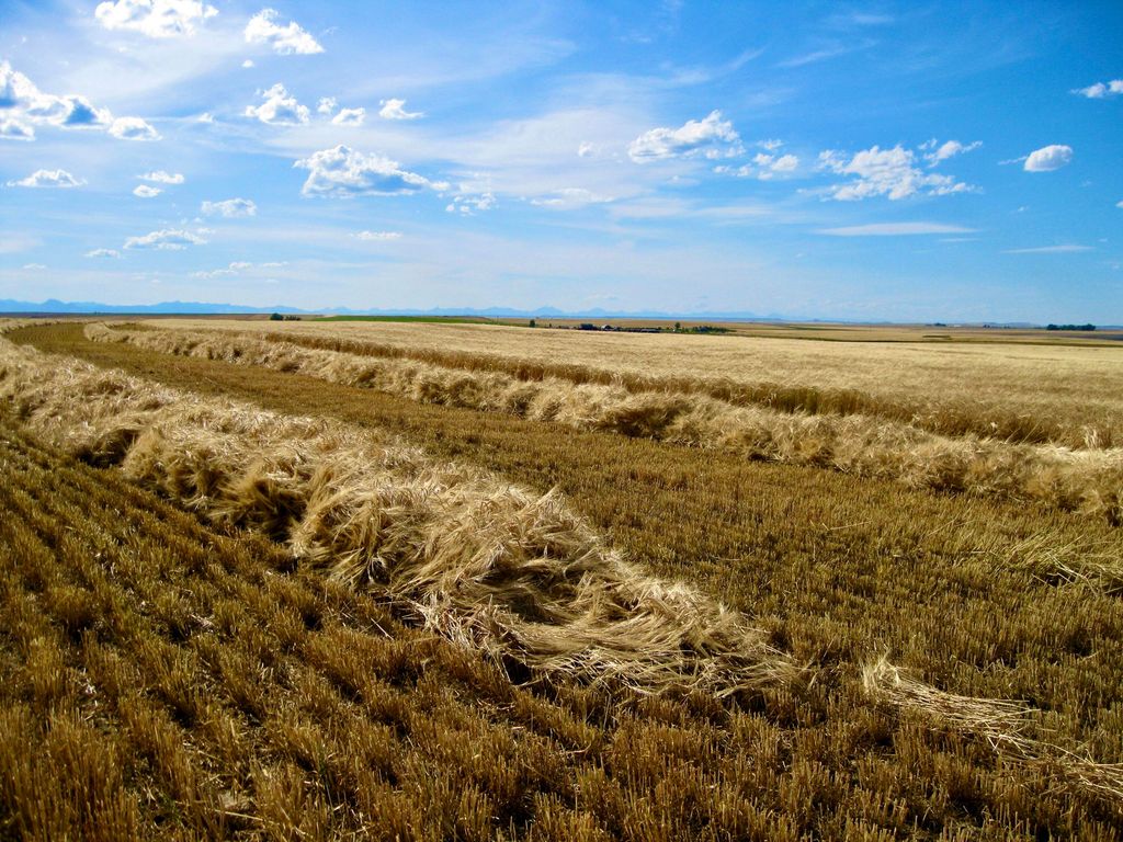 Buena Vista Road, Other - See Remarks, MT 59486 photo 29