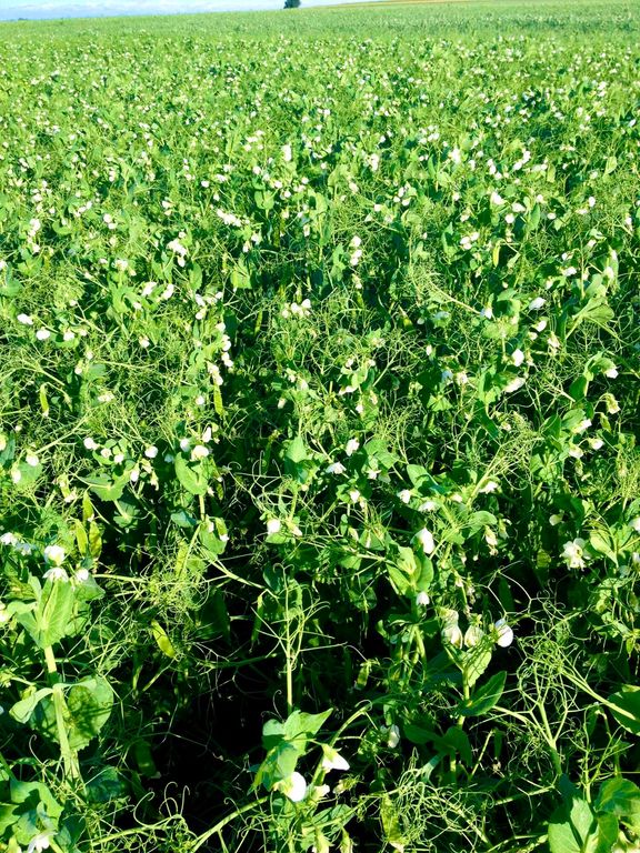 Buena Vista Road, Other - See Remarks, MT 59486 photo 31