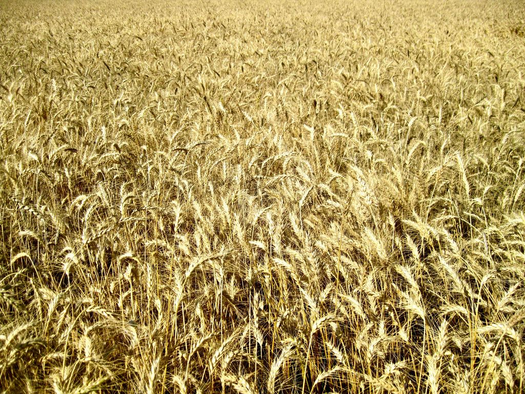 Buena Vista Road, Other - See Remarks, MT 59486 photo 40