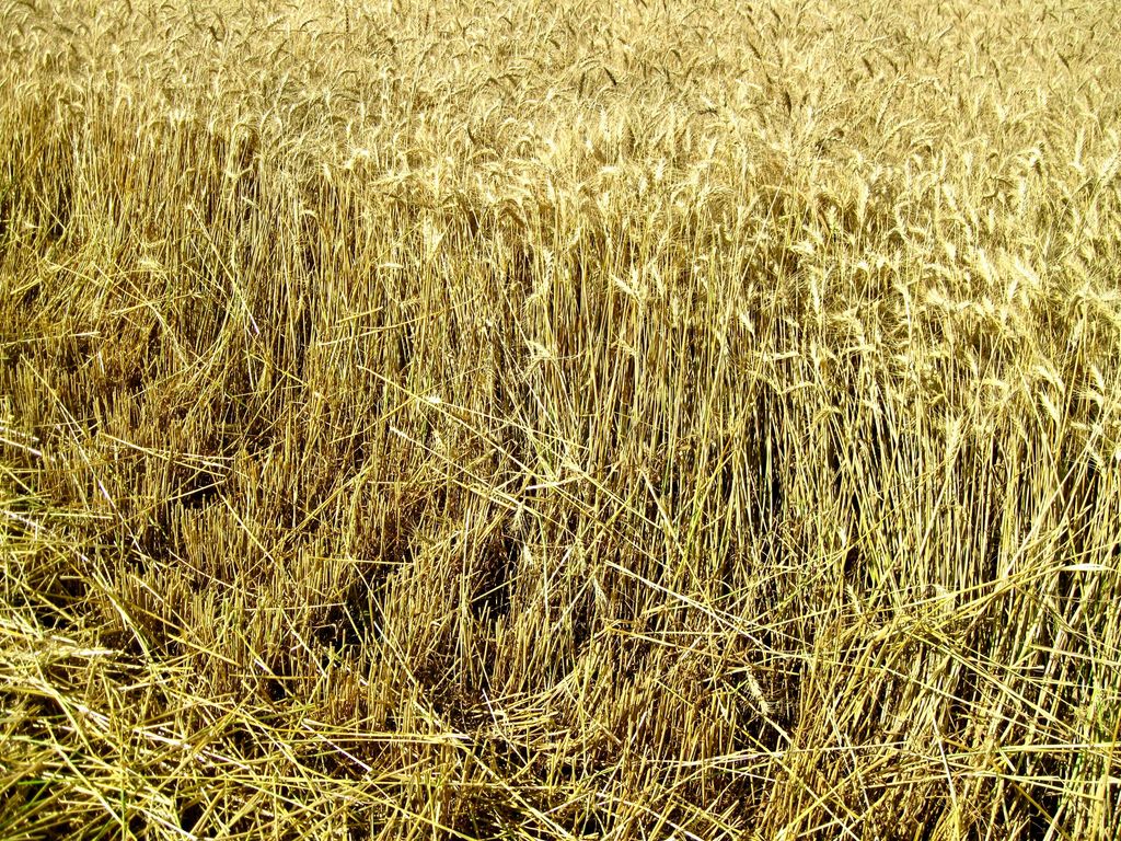 Buena Vista Road, Other - See Remarks, MT 59486 photo 41