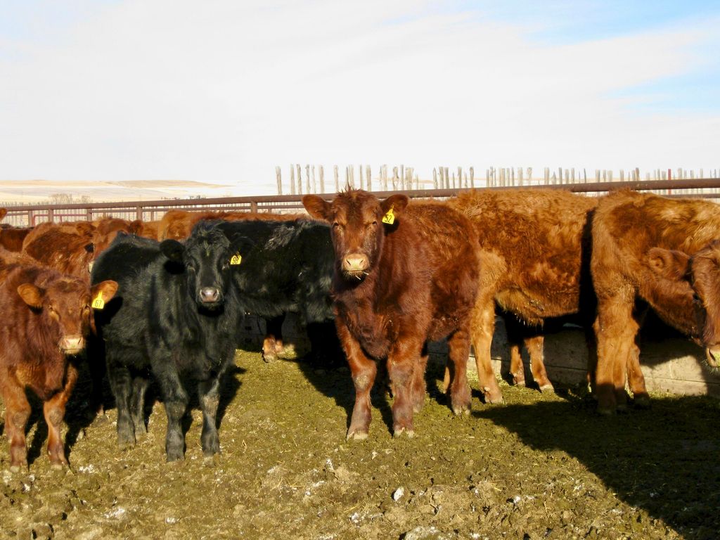 Buena Vista Road, Other - See Remarks, MT 59486 photo 44