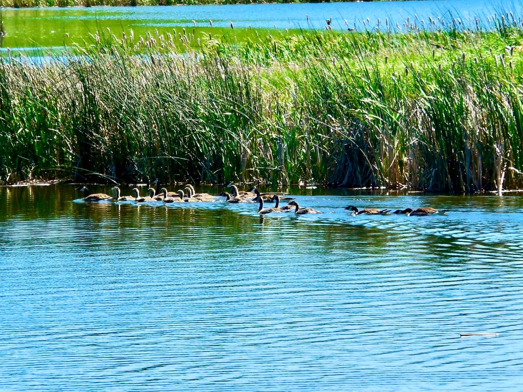 Buena Vista Road, Other - See Remarks, MT 59486 photo 46