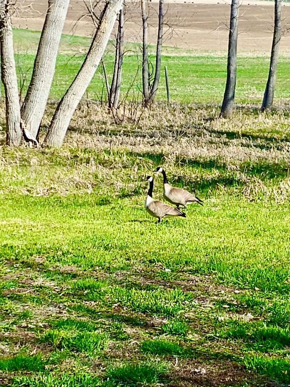 Buena Vista Road, Other - See Remarks, MT 59486 photo 47