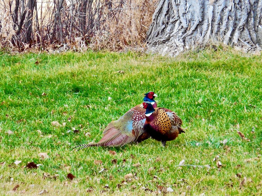 Buena Vista Road, Other - See Remarks, MT 59486 photo 53