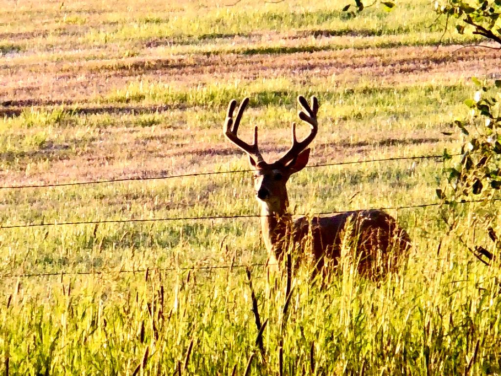 Buena Vista Road, Other - See Remarks, MT 59486 photo 56