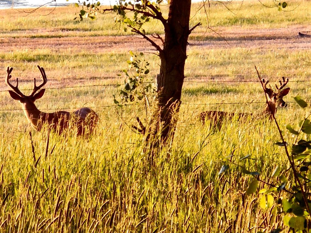 Buena Vista Road, Other - See Remarks, MT 59486 photo 57