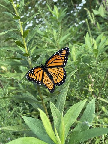 131 Butterfly Ln, Bell Buckle, TN 37020