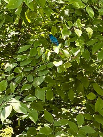 131 Butterfly Ln, Bell Buckle, TN 37020