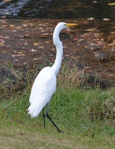 10 Abbeville Ct, Bluffton, SC 29910