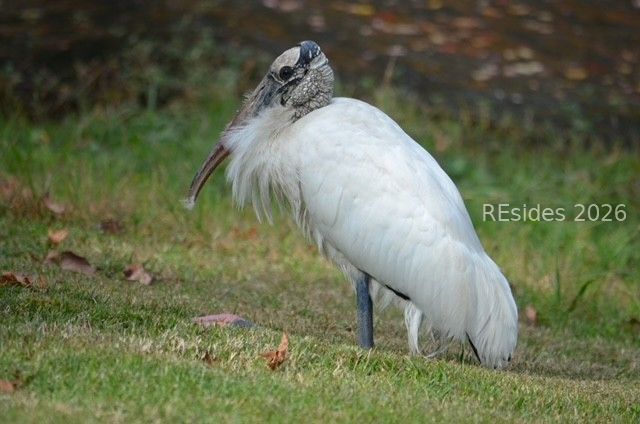 10 Abbeville Ct, Bluffton, SC 29910