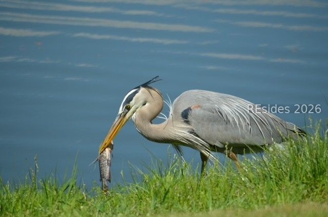 10 Abbeville Ct, Bluffton, SC 29910