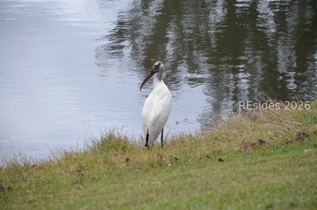 10 Abbeville Ct, Bluffton, SC 29910