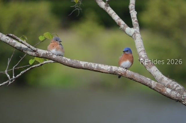 10 Abbeville Ct, Bluffton, SC 29910