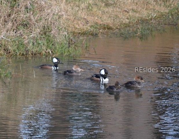 10 Abbeville Ct, Bluffton, SC 29910