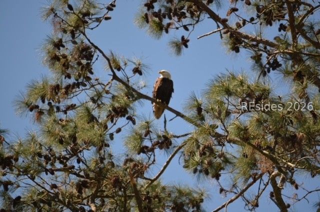 10 Abbeville Ct, Bluffton, SC 29910