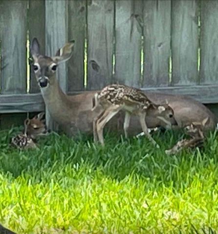 16701 Surrey Lane, Stagecoach, TX 77355