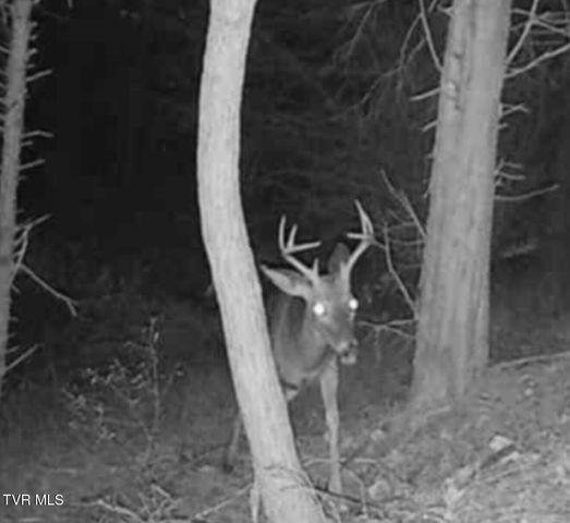 3005 Long Hollow Road, Cleveland, VA 24225