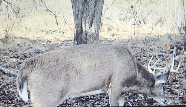 3005 Long Hollow Road, Cleveland, VA 24225