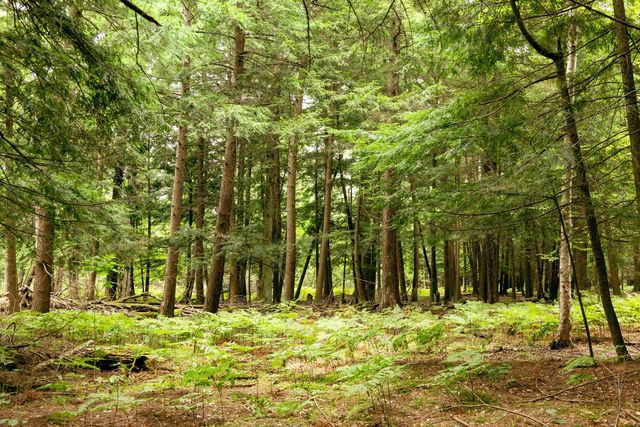 00 E Birch Point Road, Traverse City, MI 49684