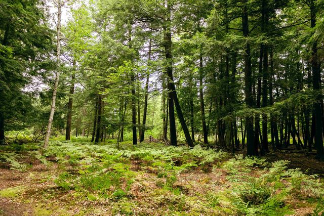 00 E Birch Point Road, Traverse City, MI 49684