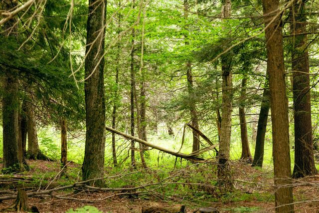 00 E Birch Point Road, Traverse City, MI 49684