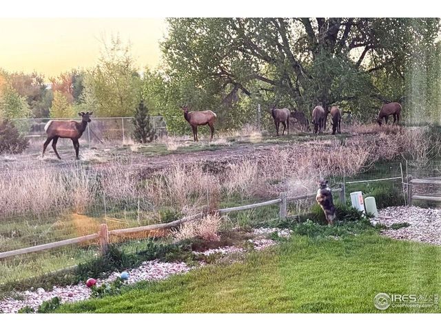 373 Orvis Ct, Loveland, CO 80537