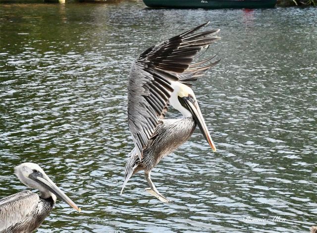 12809 4TH ISLE, Hudson, FL 34667