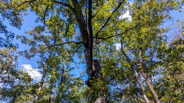 16051 Forrest Drive, Houston, MO 65483