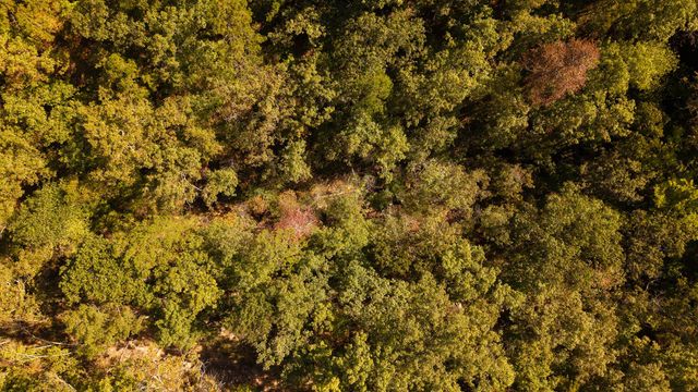 16051 Forrest Drive, Houston, MO 65483