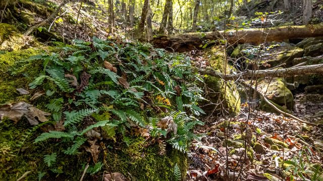 16051 Forrest Drive, Houston, MO 65483