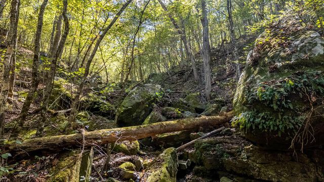 16051 Forrest Drive, Houston, MO 65483