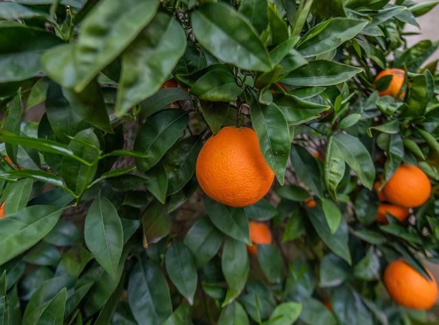 2274 E Skyview Avenue, Fresno, CA 93720