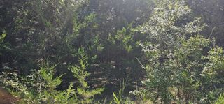 0000 Bootleg, Gore, OK 74435