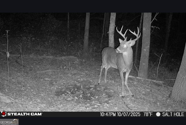 2641 Highway 52 E, Ellijay, GA 30536