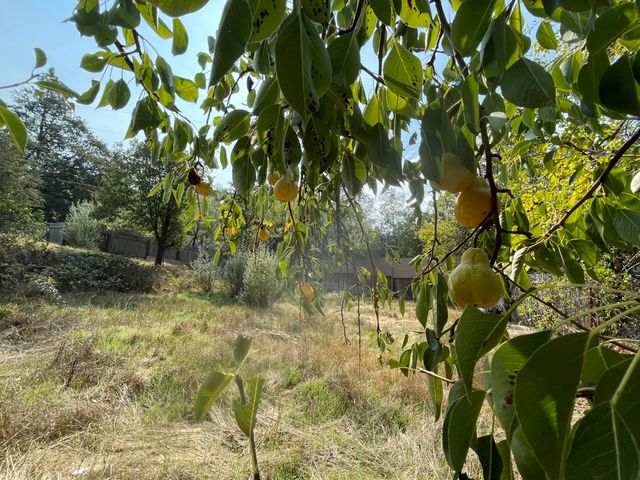 111 E Perch Creek Road, Orleans, CA 95556