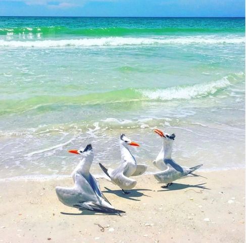 6750 GULF OF MEXICO DRIVE 154, Longboat Key, FL 34228