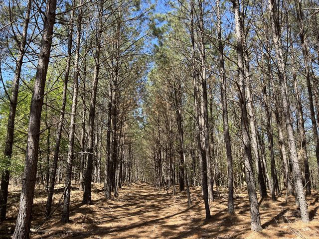 0 Sassafras Stand Ridge Road, Linden, TN 37096