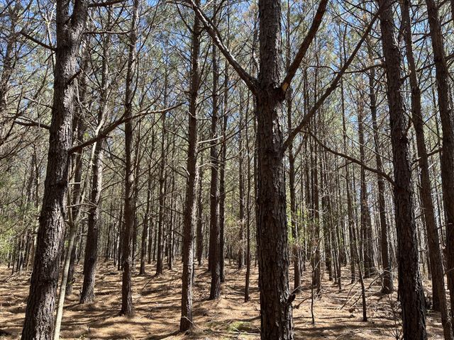 0 Sassafras Stand Ridge Road, Linden, TN 37096