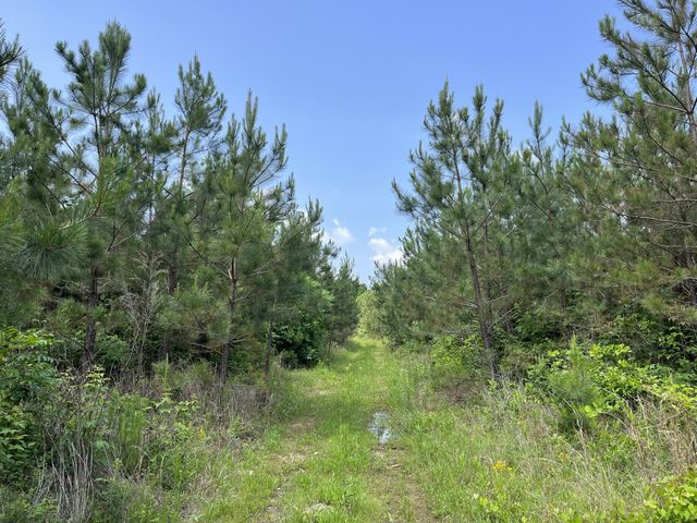 0 Sassafras Stand Ridge Road, Linden, TN 37096