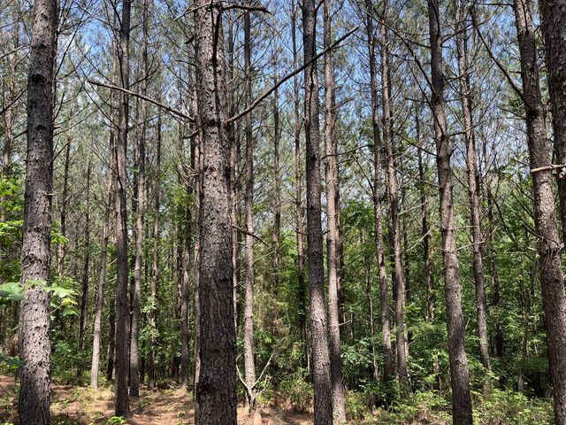 0 Sassafras Stand Ridge Road, Linden, TN 37096