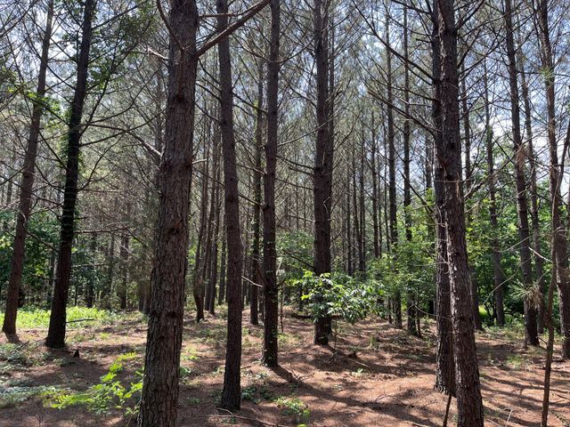 0 Sassafras Stand Ridge Road, Linden, TN 37096