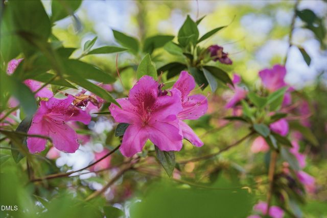 806 S 1st Street, Smithfield, NC 27577