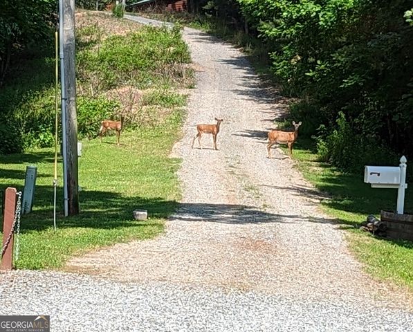 446 Pine Lane, Mineral Bluff, GA 30559