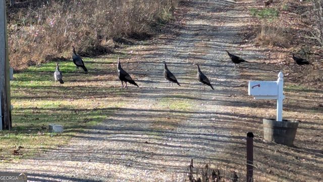 446 Pine Lane, Mineral Bluff, GA 30559