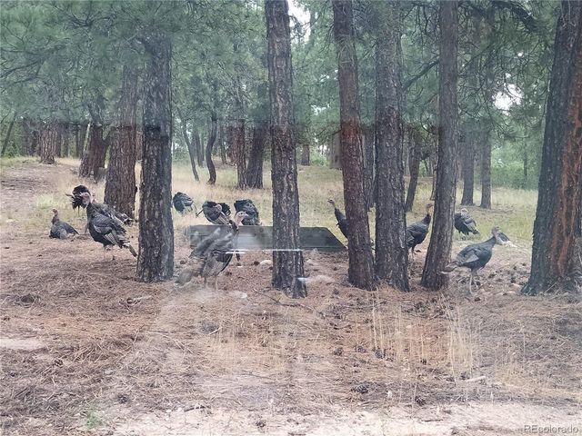 2143 Perry Park Ave, Larkspur, CO 80118