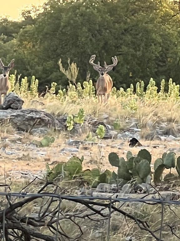 Image 89 of property listing at 19621 Bluff Road, Christoval, TX 76935