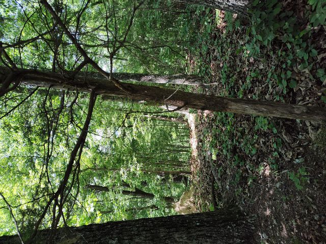 00 Hixson Road, Dunlap, TN 37327