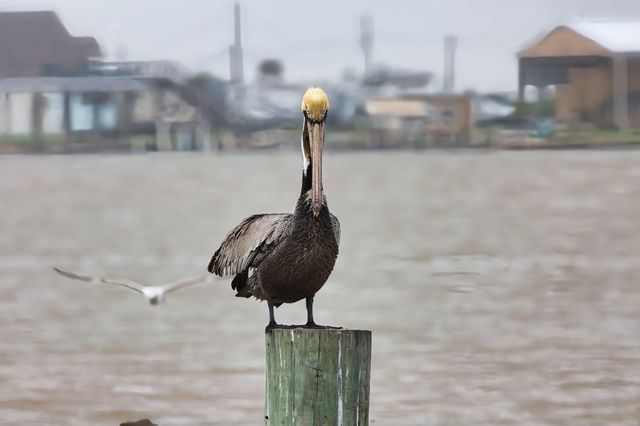 1838 Hall Avenue, Sargent, TX 77414